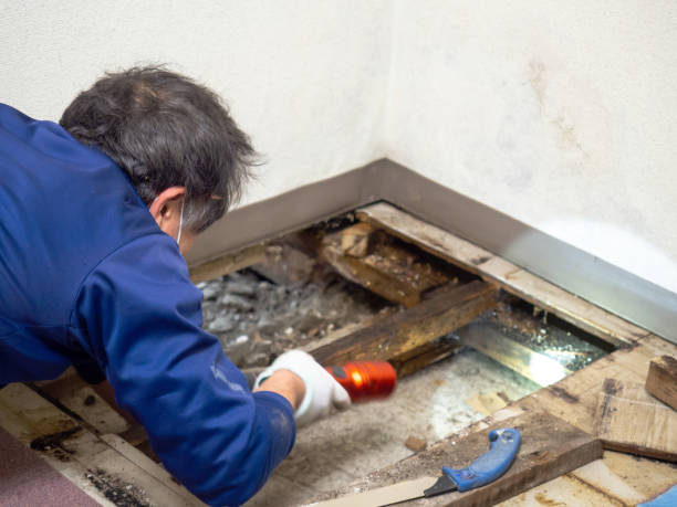 Best Certified Mold Removal  in Green Forest, AR