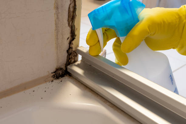 Best Mold Damage Repair  in Green Forest, AR