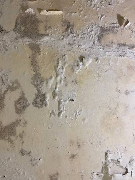 Best Toxic Mold Removal  in Green Forest, AR
