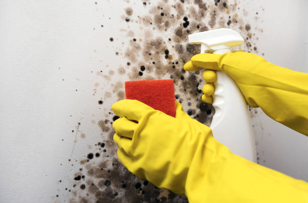 Best Black Mold Removal  in Green Forest, AR