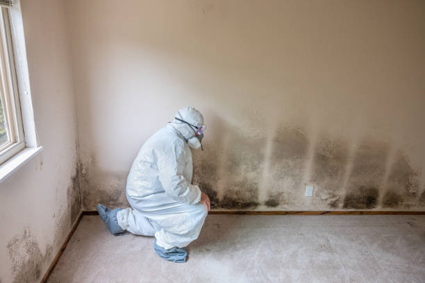 Best Mold Testing  in Green Forest, AR